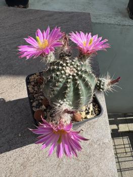 Echinocereus pulchellus weinbergii